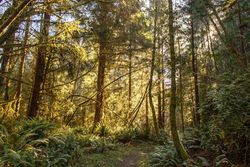 Sunny forest with thin trees