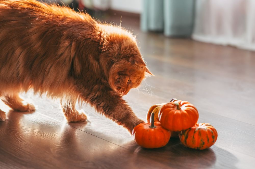 A red cat with an orange pumpkins.  Halloween party concept.