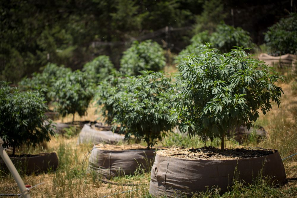 Individual marijuana plants potted outside