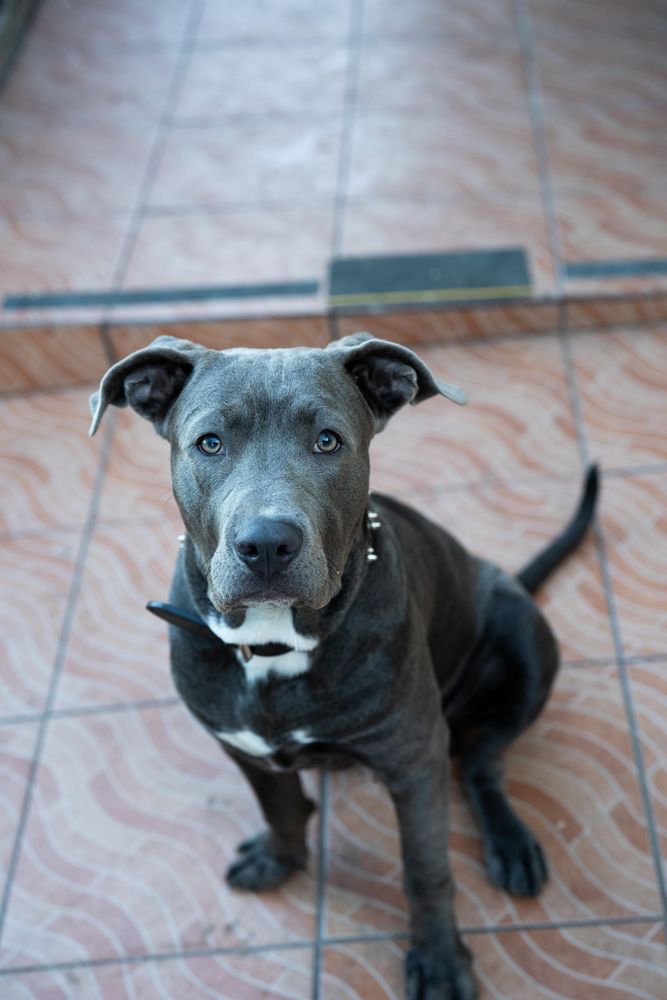 Silver dog sitting and looking up at camera