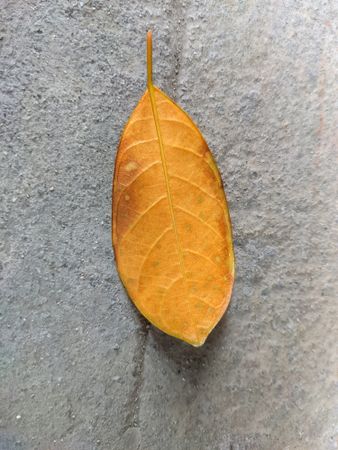 Dry leaf