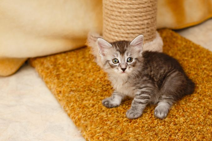 Tiny small grey cat standing in front of scratcher