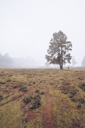 Hiker walking on foggy rural field