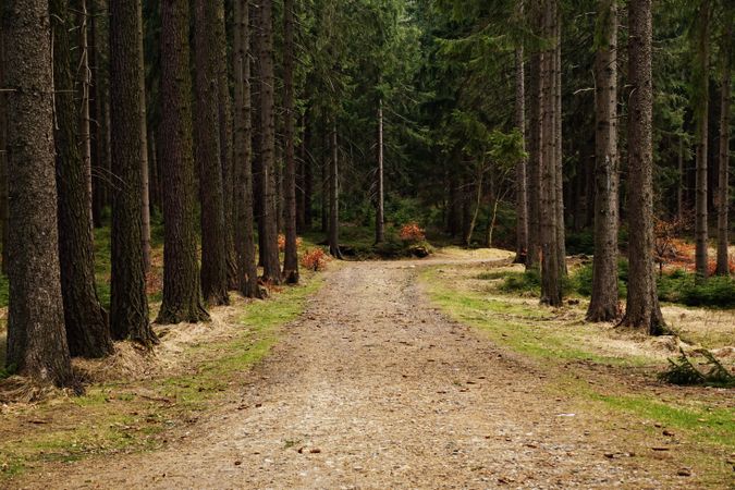 Dirt road between high pine trees