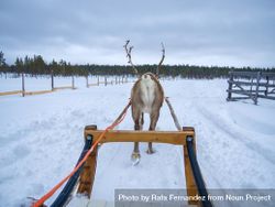 Back of reindeer leading sled 0ykkL4
