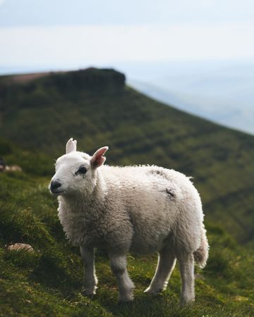 Lamb on a mountain