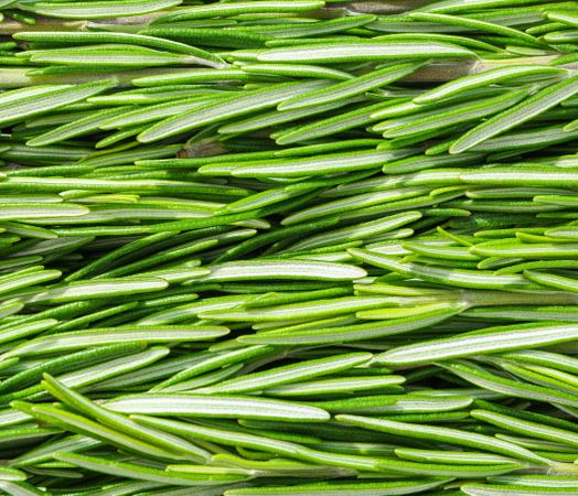 Fresh green rosemary leaves as background, closeup