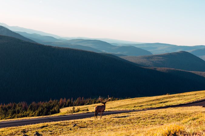 Brown moose near mountain