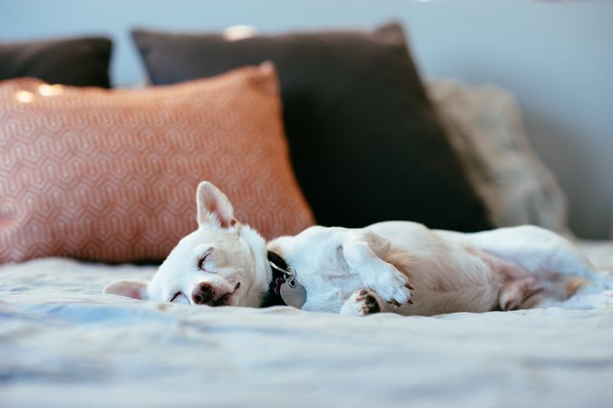 Cute chihuahua laying down on bed sleeping