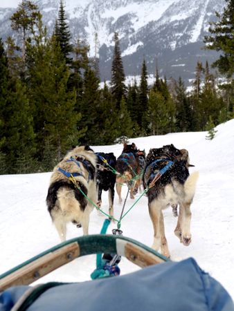 Frozen Journey: Dog Sledding in Snowy Landscape