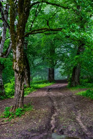 Path in summer forest