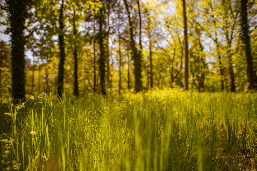 Grass in a forest at sunset