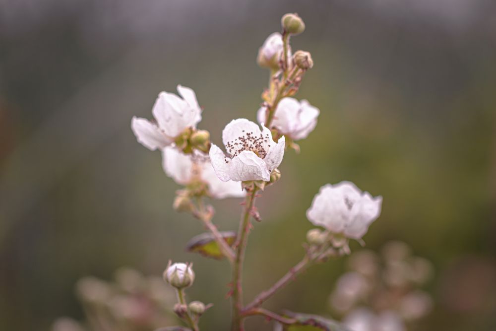 Small flowers on dry stem growing outside