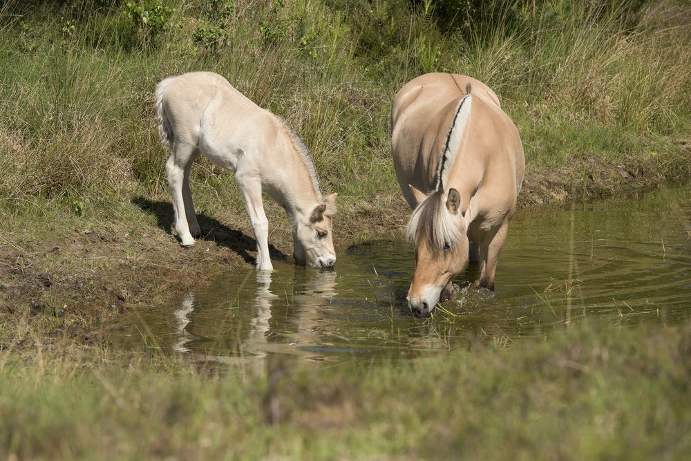 Cute young foal and mare of a Fjord horse. drinking from a pond on a sunny day