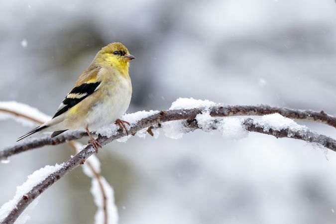 Yellow Carduelis on brown tree branch