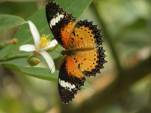 Butterfly pollination