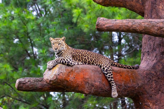 Leopard