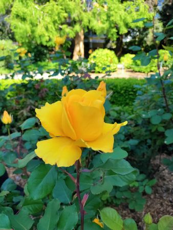 Side view of single yellow rose in a bush