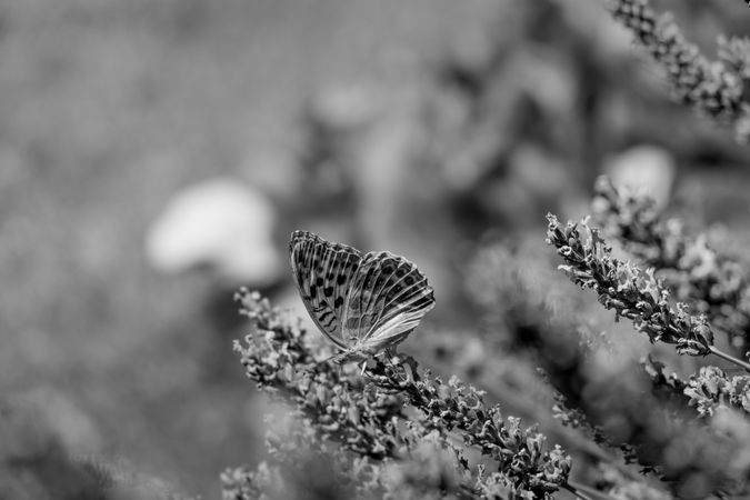 B&W side view of butterfly on lavender plant