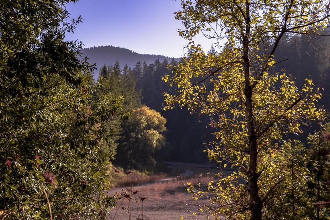 Clearing in a sunny mountain forest