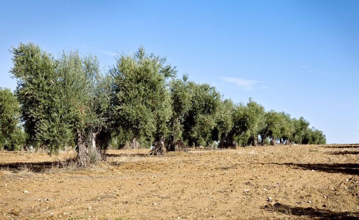 Olive rows under blue sky in farmland in spain