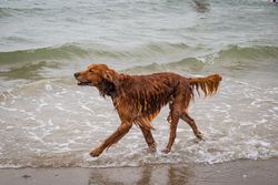 Golden retriever in water