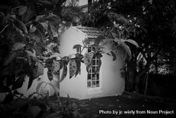 Monochrome shot of garden shed behind a vine beMn3b