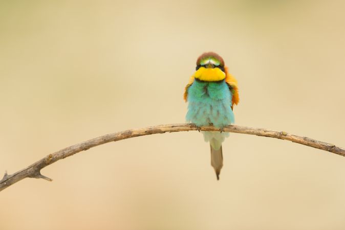 Bird standing on tree branch