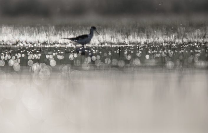 Wild bird walking on water