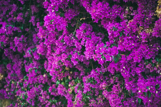 Bougainvillea tree flowers