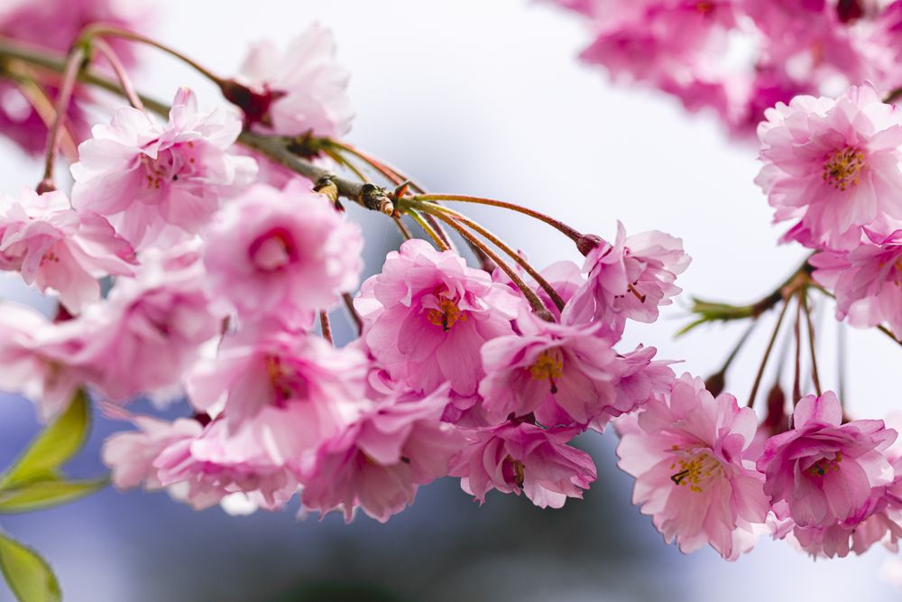 Cherry blossoms on tree outside