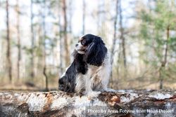 Cavalier spaniel in the forest 49ld65