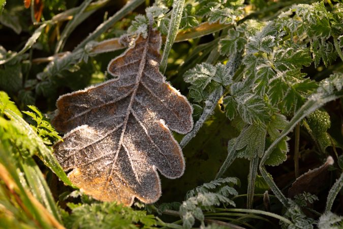 Frosty Oak Leaf Among Green Leaves