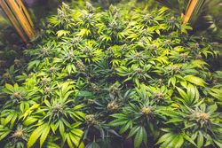 Rows of mature cannabis plants in an indoor growing operation