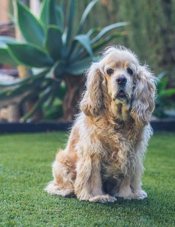 Funny dog lying on ground between plants