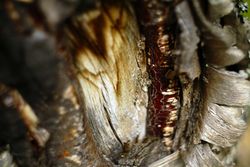 Bark on wood