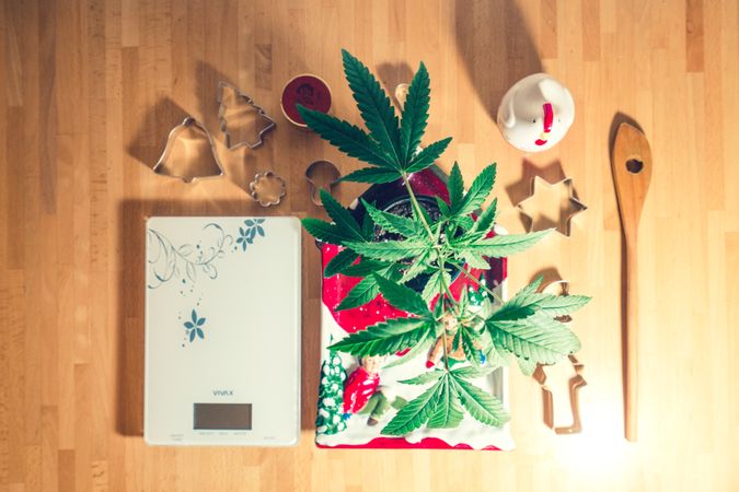 Top view of marijuana plant with cookie cutters