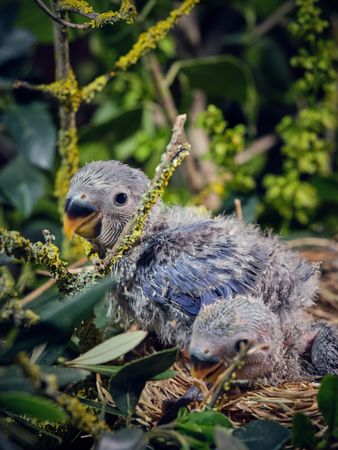 Cute lovebirds in nest near green plants
