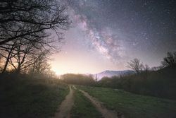 Dry tree in high grass under starry sky