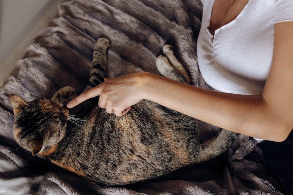 Young woman stroking cat on bed