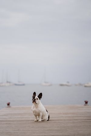 Cute dog on pier near sea