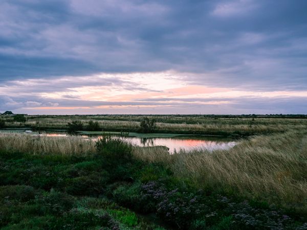 Marshlands and grasslands of Ile de Re, France