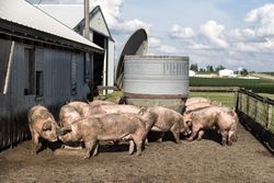 Pigpen on Dean and Julie Folkmann's hog farm in Benton County, Iowa v5qQa5