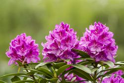 Washington State Coast Rhododendron flower