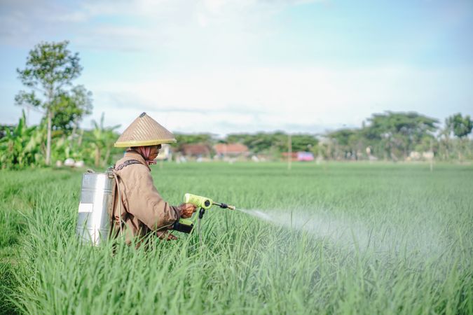 Asian farmer spraying pesticide on rice green field