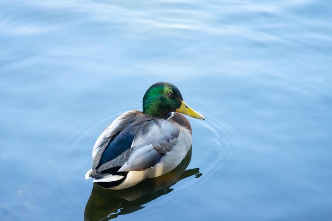 Mallard duck on body of water