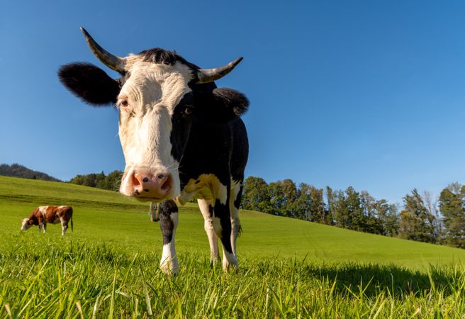 Cow on a high altitude pasture in the Bavarian Alps on a sunny day in summer