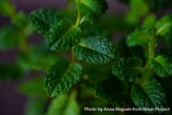 Fresh moroccan mint plant, close up 4d8eZa
