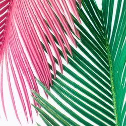 Pink and green tropical leaves on light  background