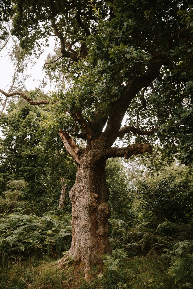 High trees in summer forest